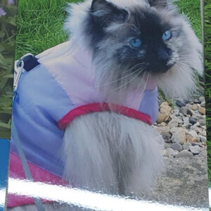 Cat_plaque